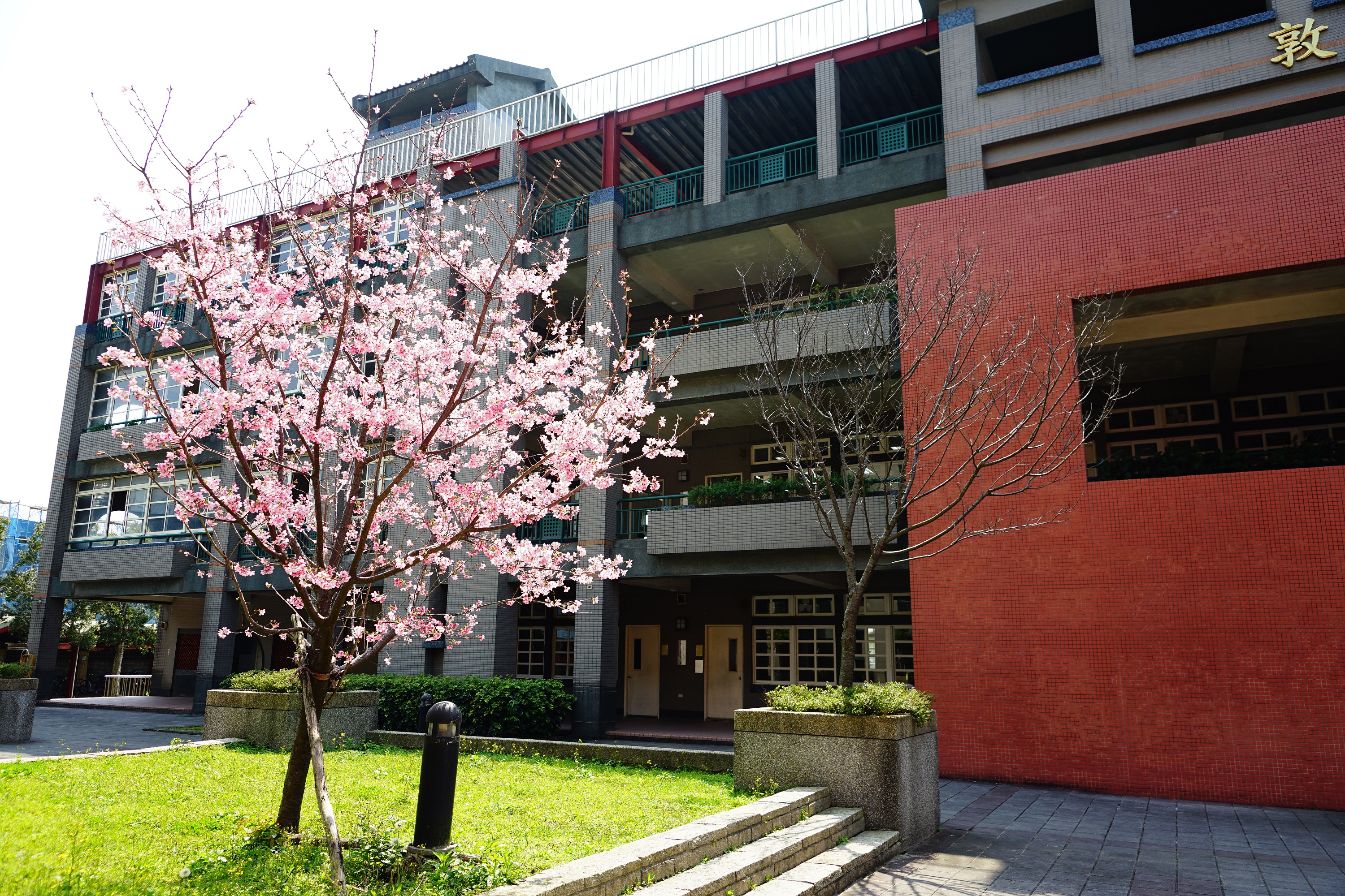 中庭花園綻放的櫻花樹