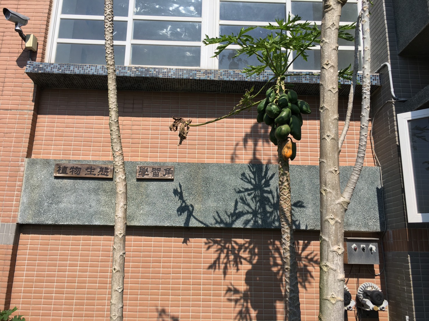 植物生態學習角的木瓜樹結實累累